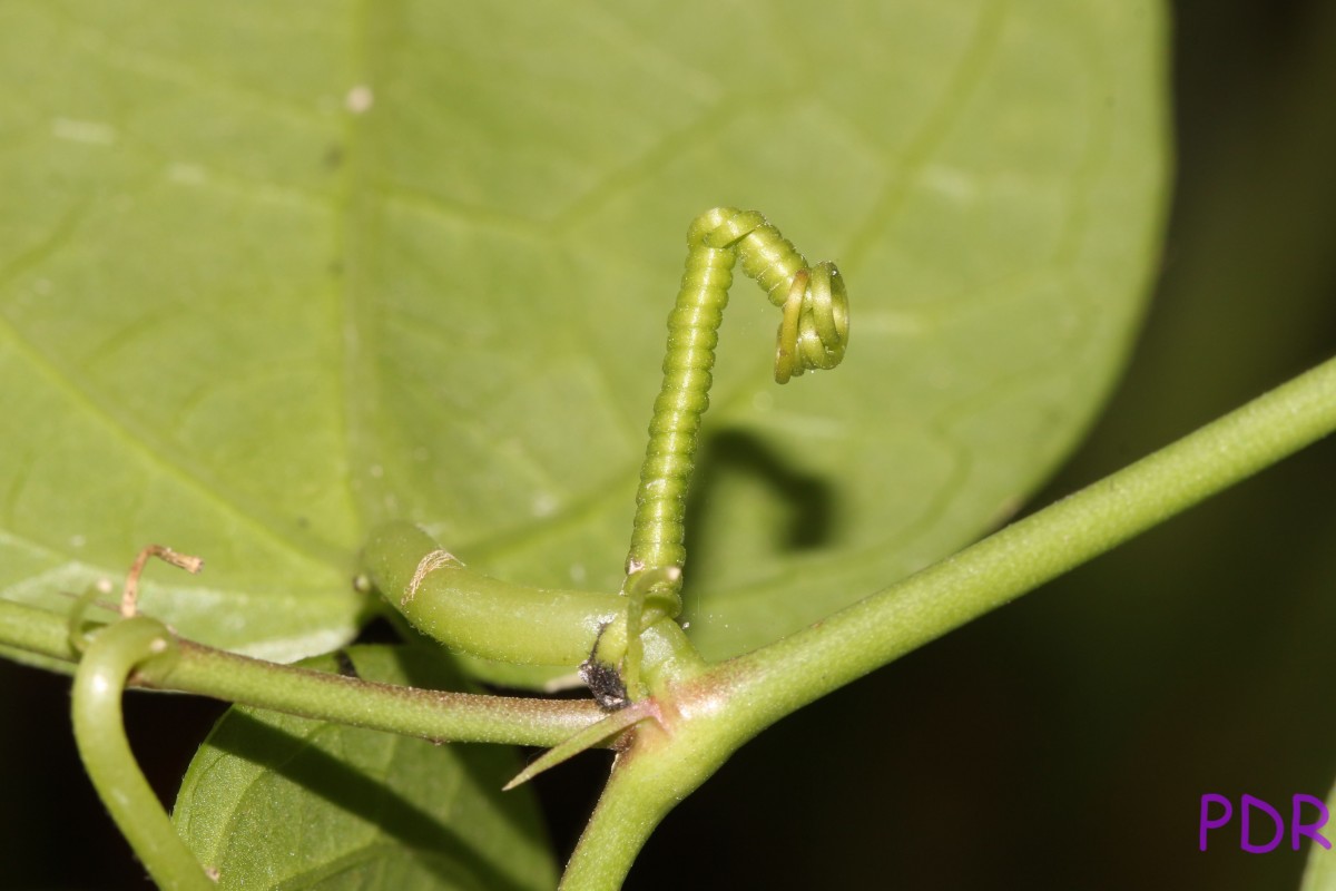 Passiflora suberosa L.